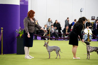 American Hairless Terrier