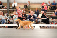 Photos of #712 GCH CH INFINITE MISS INDEPENDENCE CGC