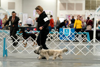 Skye Terriers