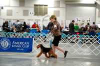 Welsh Terriers