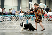 Tibetan Terriers