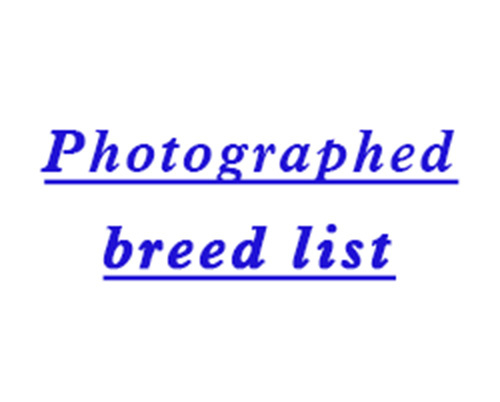 Photographed breed list@2x