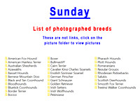 Sunday photographed breeds