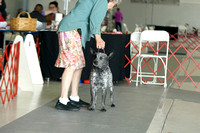 Australian Stumpy Tail  Cattle Dog