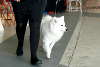 German Spitz