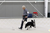Obedience Show 1