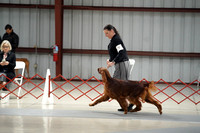 Irish Setters