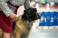 Leonbergers