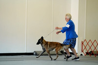 Belgian Malinois