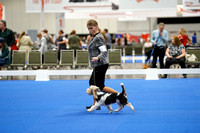 Petit Basset Griffon Vendeen