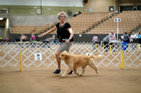 Golden Retrievers