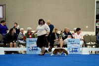 Dogs Group 6