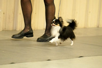 Chihuahuas-Long Coat