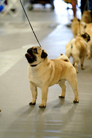Pugs