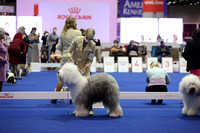 Old English Sheepdog Specialty