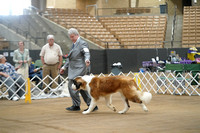 Saint Bernard