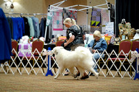 Bred-by-Exhibitor Adult