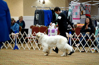 Bred-by-Exhibitor Puppy