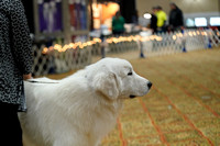 Bred-by-Exhibitor Puppy