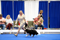 Shetland Sheepdog