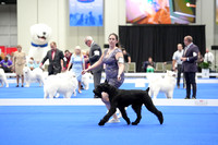 Giant Schnauzer