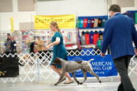 German Shorthair Pointers