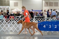 Rhodesian Ridgeback