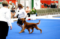 Irish Setter