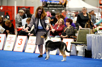 Smooth Collie