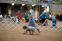 Lagotto Romagnolo