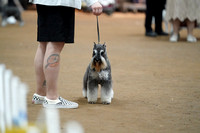 Miniature Schnauzer