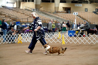 Cardigan Welsh Corgi