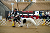 Borzoi Victory Lap