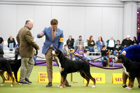 Greater Swiss Mountain Dog