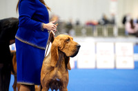 Bloodhound