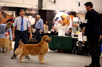 Photos of #605 GCH CH CHAMPAGNE'S FOREVER MAN OF THE YEAR
