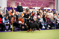 Bernese Mountain Dog