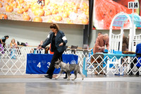 Standard Schnauzer