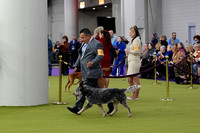 Australian Cattle Dog