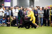 Afghan Hound