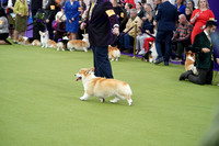 Pembroke Welsh Corgi