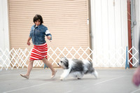Polish Lowland Sheepdog