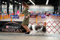 Polish Lowland Sheepdog