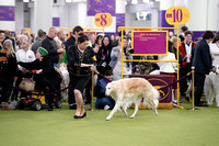 Borzoi