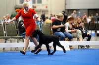 Giant Schnauzer