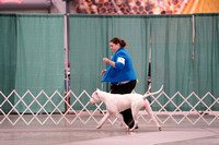 Dogo Argentino