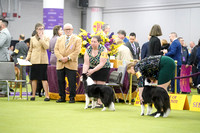 Border Collies