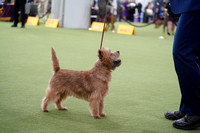 Cairn Terriers