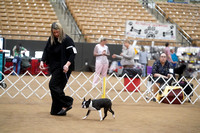 Boston Terrier