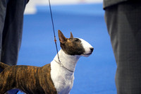 Miniature Bull Terriers